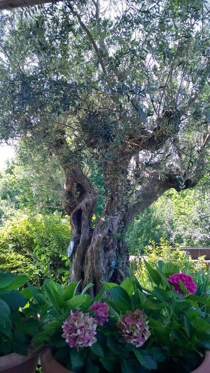 Bed and Breakfast Il Giuggiolo Conegliano Zewnętrze zdjęcie