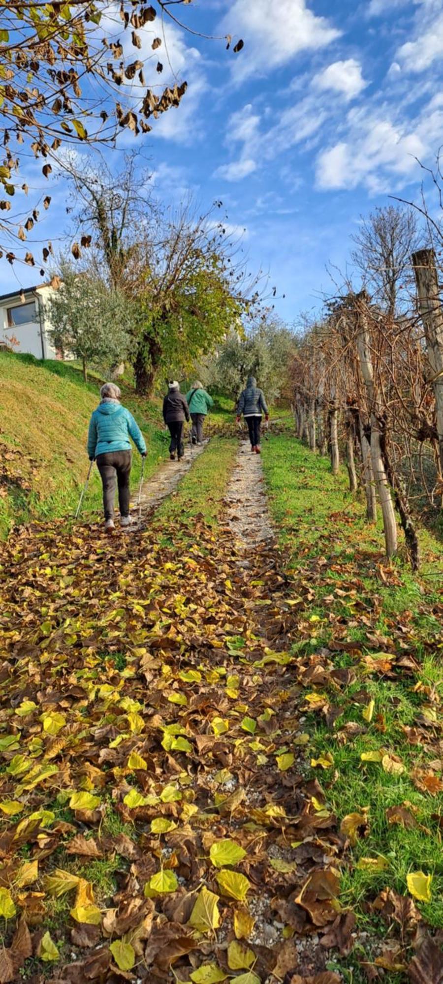 Bed and Breakfast Il Giuggiolo Conegliano Zewnętrze zdjęcie