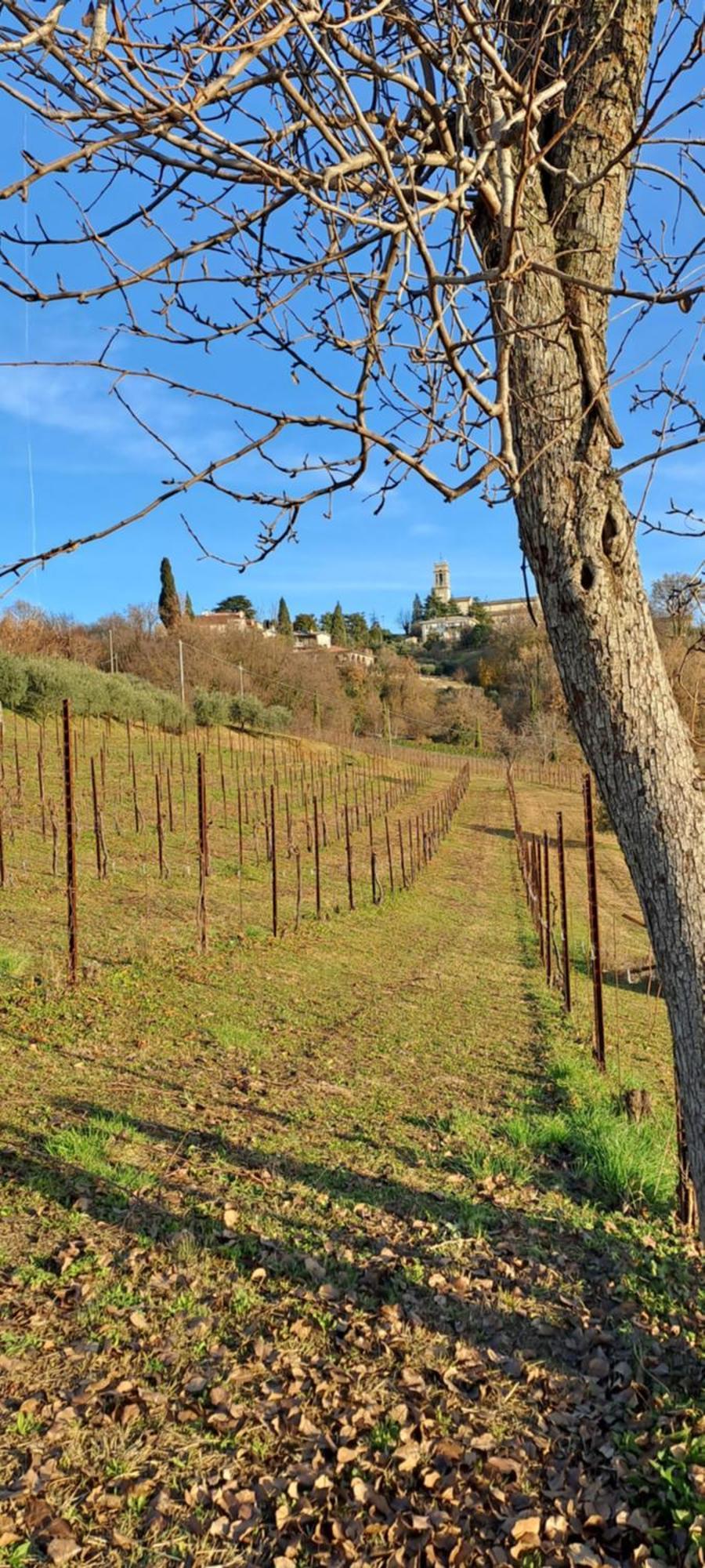 Bed and Breakfast Il Giuggiolo Conegliano Zewnętrze zdjęcie
