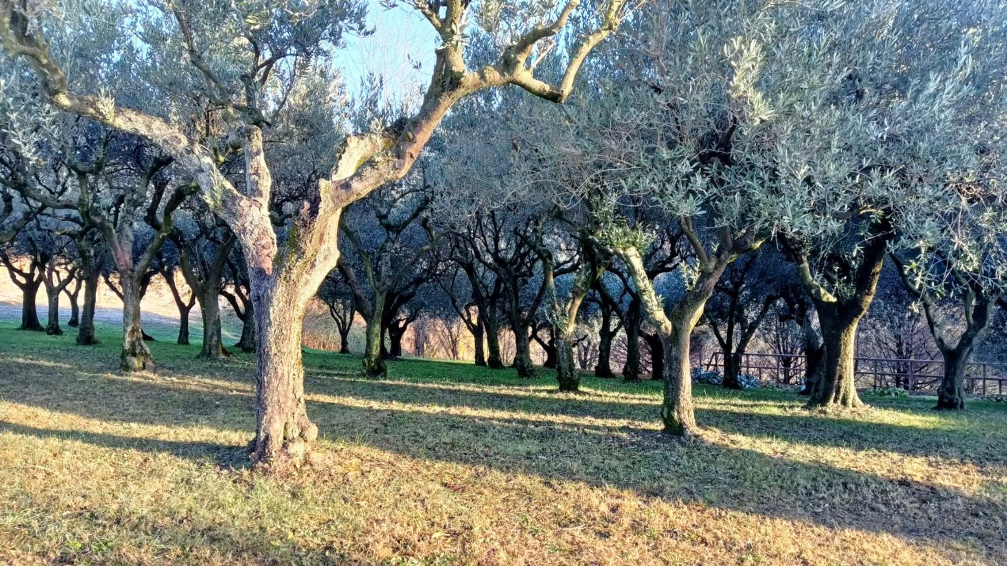 Bed and Breakfast Il Giuggiolo Conegliano Zewnętrze zdjęcie