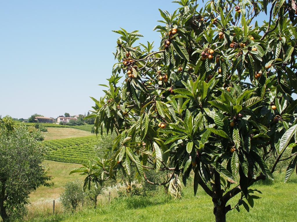 Bed and Breakfast Il Giuggiolo Conegliano Zewnętrze zdjęcie